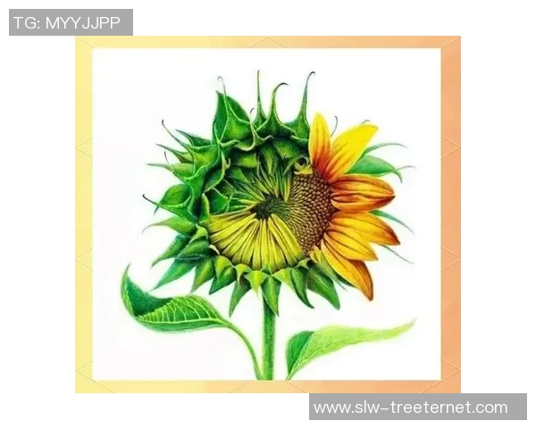 张娜独家分享篮球心得与技巧助你提升球技的全面指南 张娜独家分享篮球心得与技巧助你提升球技的全面指南